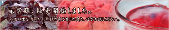 赤紫蘇